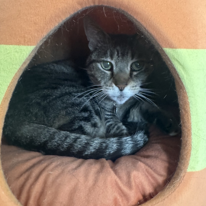 Purrfectly Loving Cat Sitter Near You