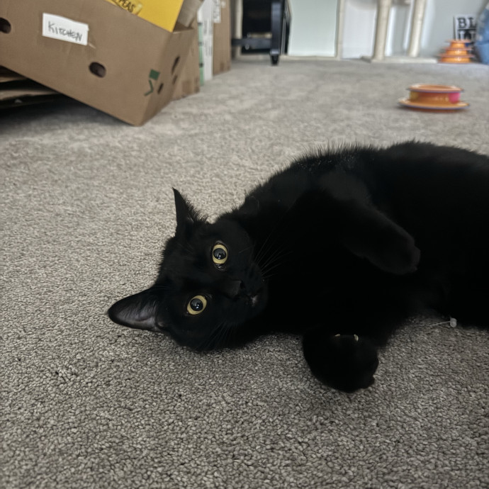 Purrfectly Loving Cat Sitter Near You