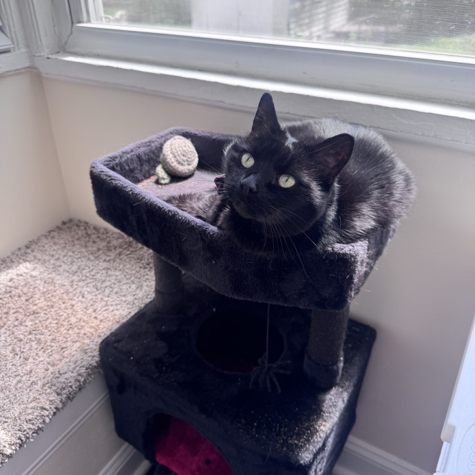 Purrfectly Loving Cat Sitter Near You