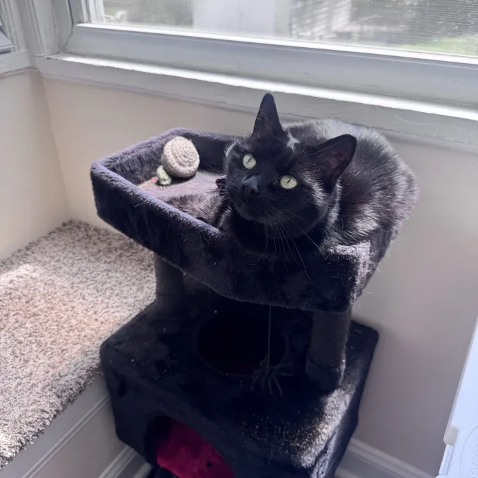 Purrfectly Loving Cat Sitter Near You