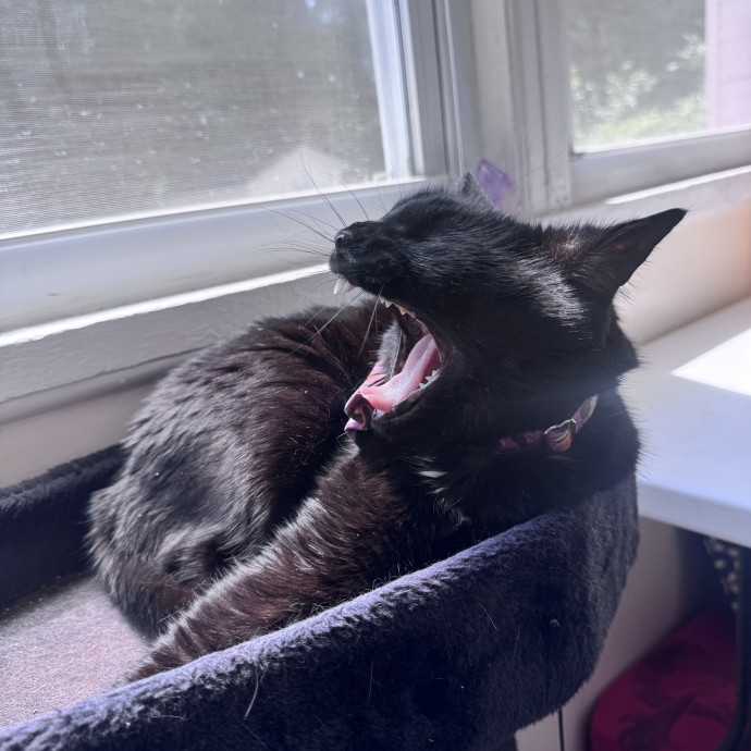 Purrfectly Loving Cat Sitter Near You