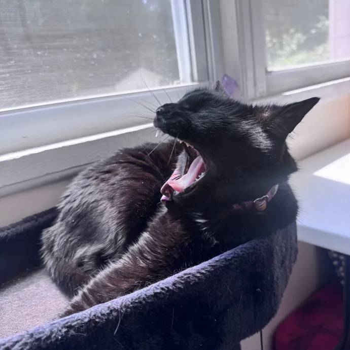Purrfectly Loving Cat Sitter Near You