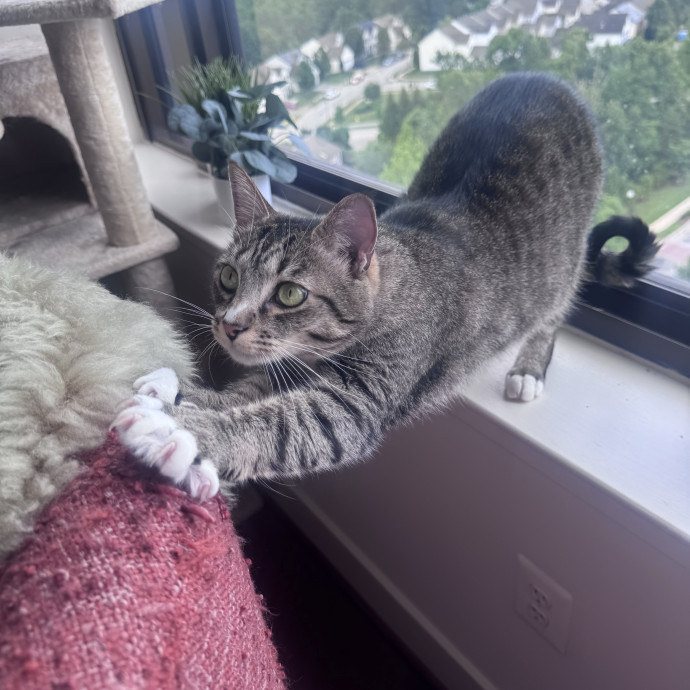 Purrfectly Loving Cat Sitter Near You