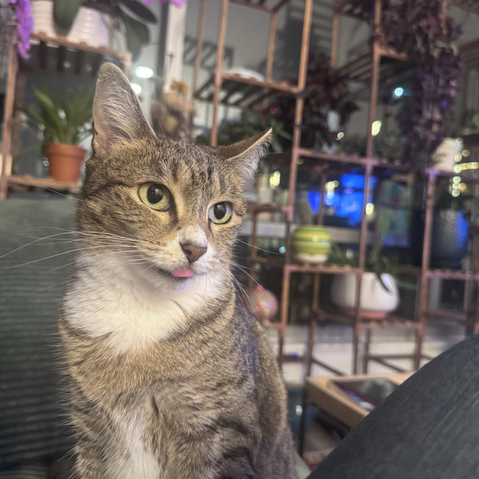 Purrfectly Loving Cat Sitter Near You