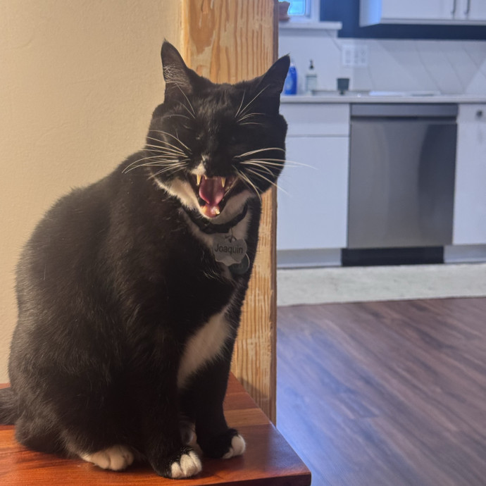 Purrfectly Loving Cat Sitter Near You