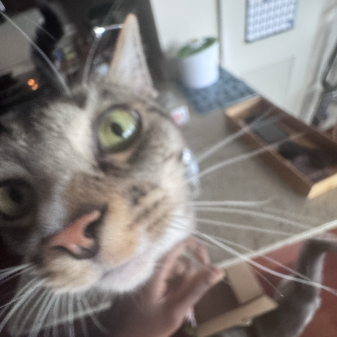 Purrfectly Loving Cat Sitter Near You
