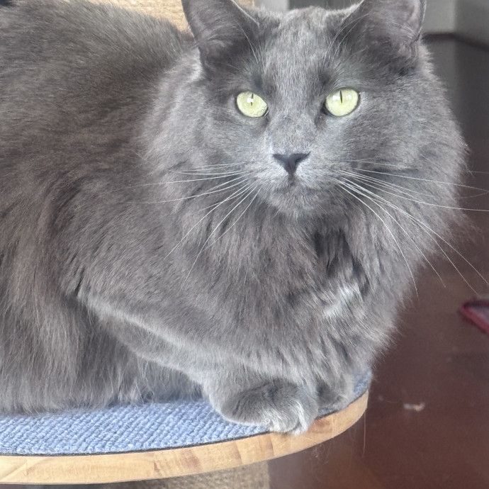 Purrfectly Loving Cat Sitter Near You photo 3