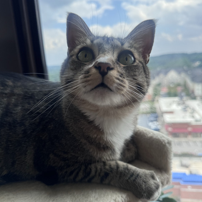 Purrfectly Loving Cat Sitter Near You photo 2