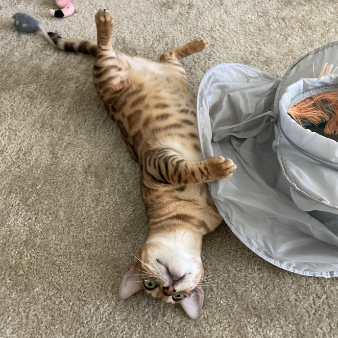 Reliable Cat Care With Lots Of Love