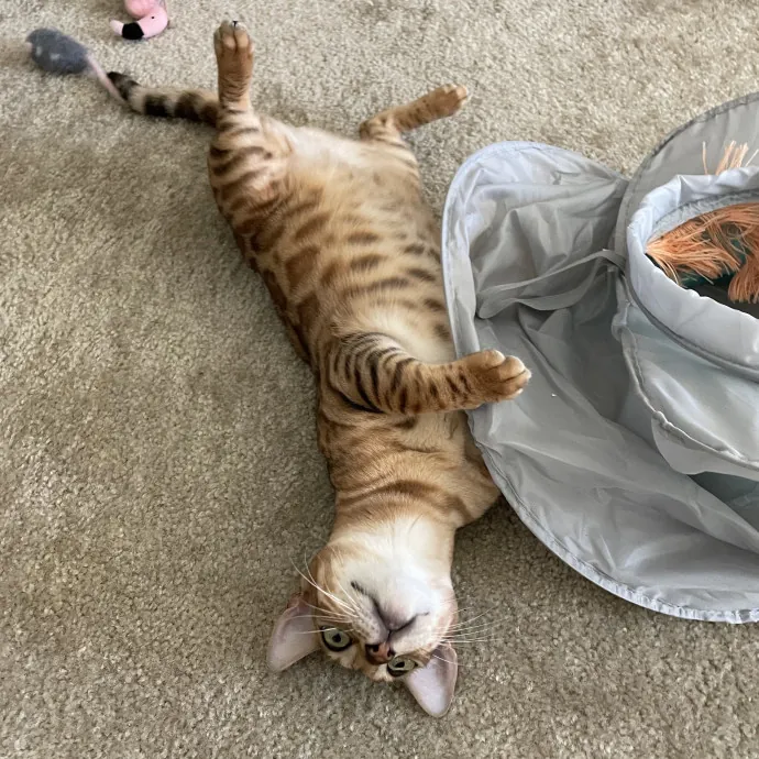 Reliable Cat Care With Lots Of Love
