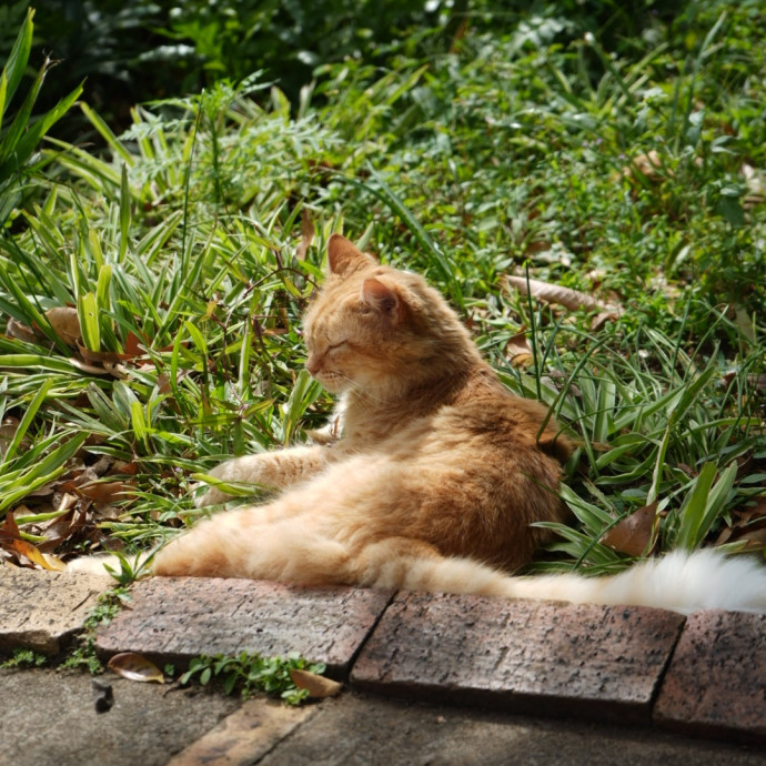 Reliable Cat Care With Lots Of Love