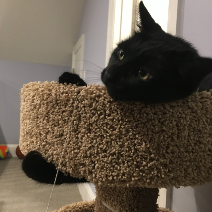 Reliable Cat Care With Lots Of Love