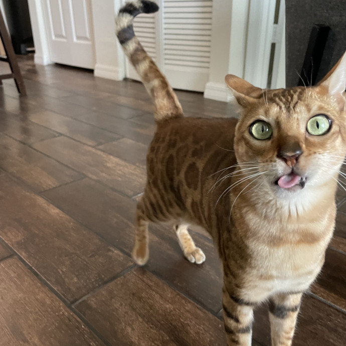 Reliable Cat Care With Lots Of Love photo 3