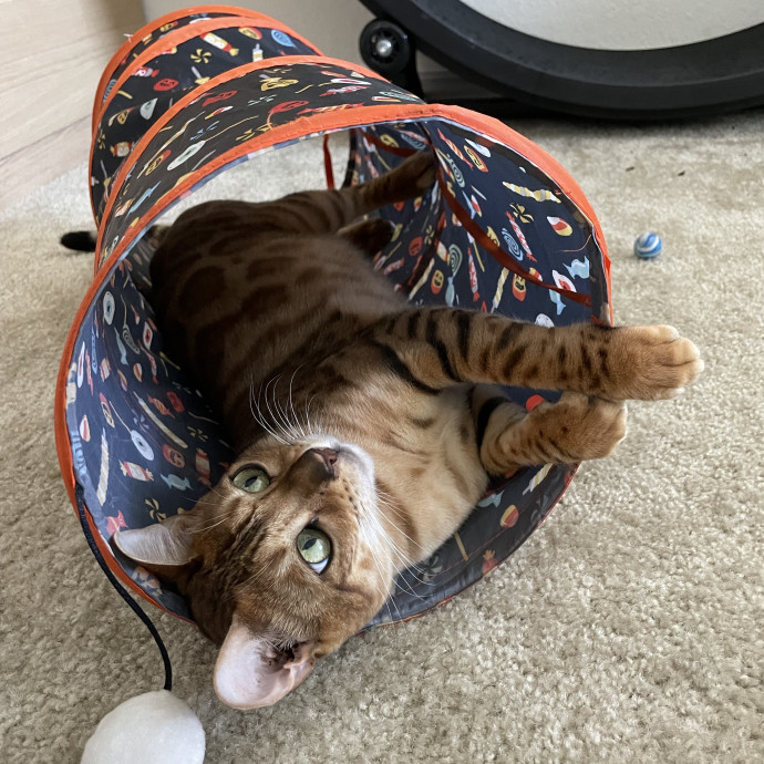 Reliable Cat Care With Lots Of Love photo 2