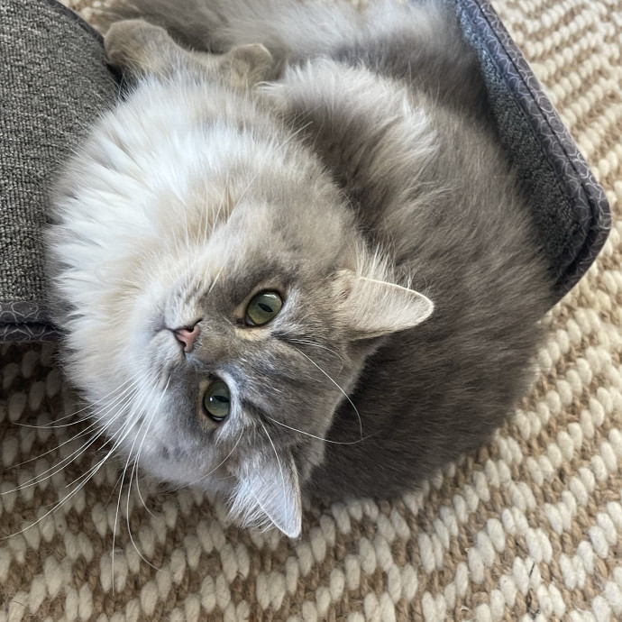 Cat Mom With Senior Cat Experience