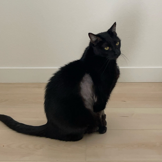 Cat Mom With Senior Cat Experience