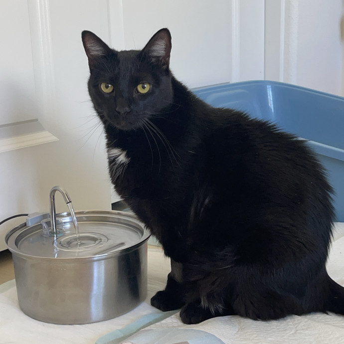 Cat Mom With Senior Cat Experience