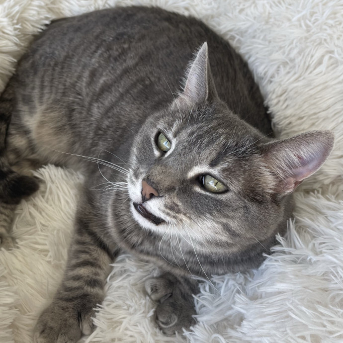 Cat Mom With Senior Cat Experience