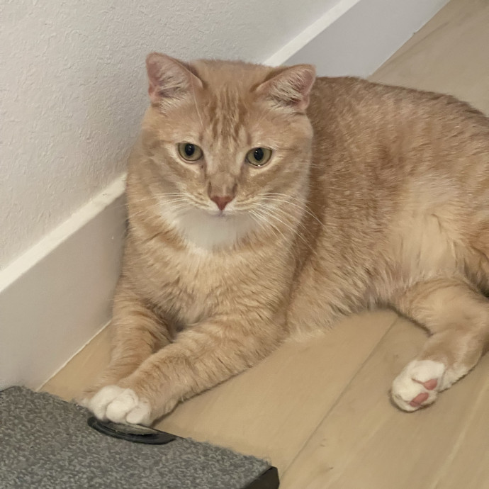 Cat Mom With Senior Cat Experience