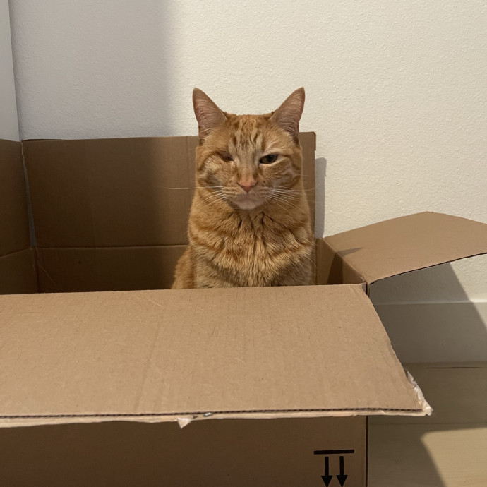 Cat Mom With Senior Cat Experience photo 3