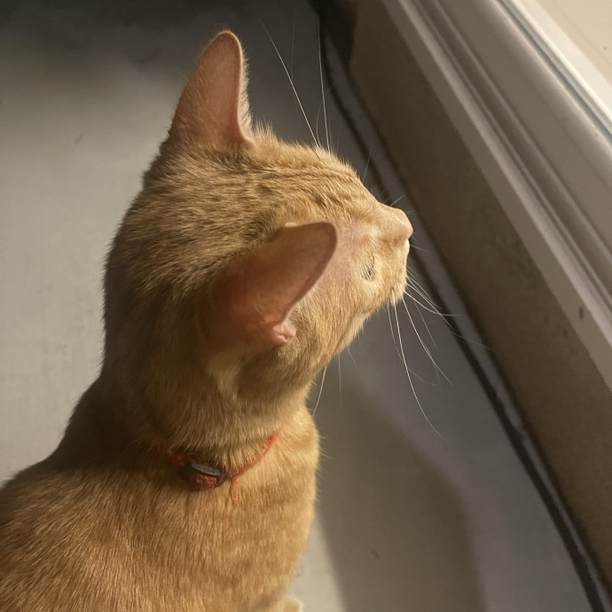 Cat Mom With Senior Cat Experience photo 2