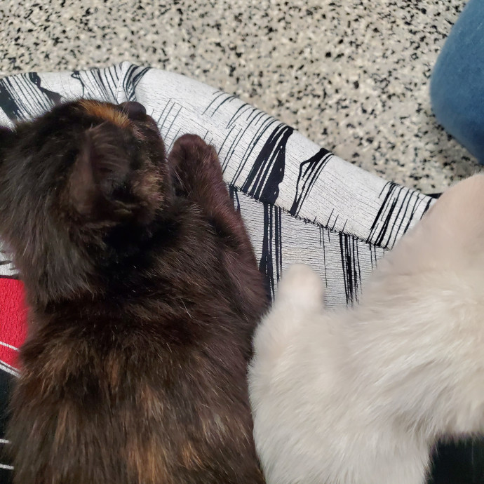 Genki Pet Care