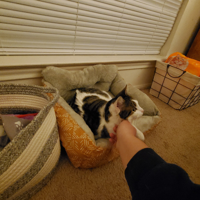 Genki Pet Care