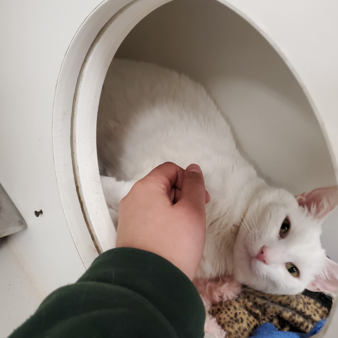 Genki Pet Care