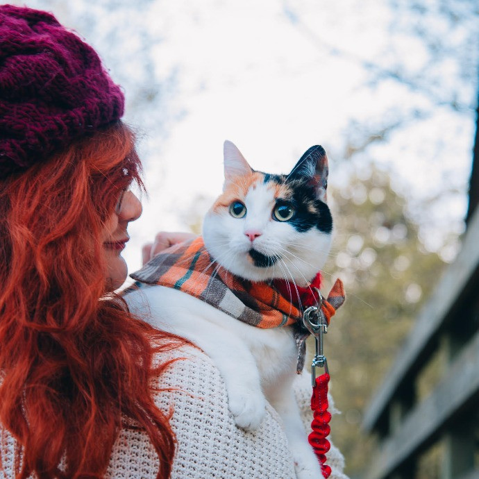 Alli Loves Cats