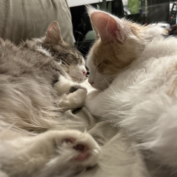 Alli Loves Cats photo 3