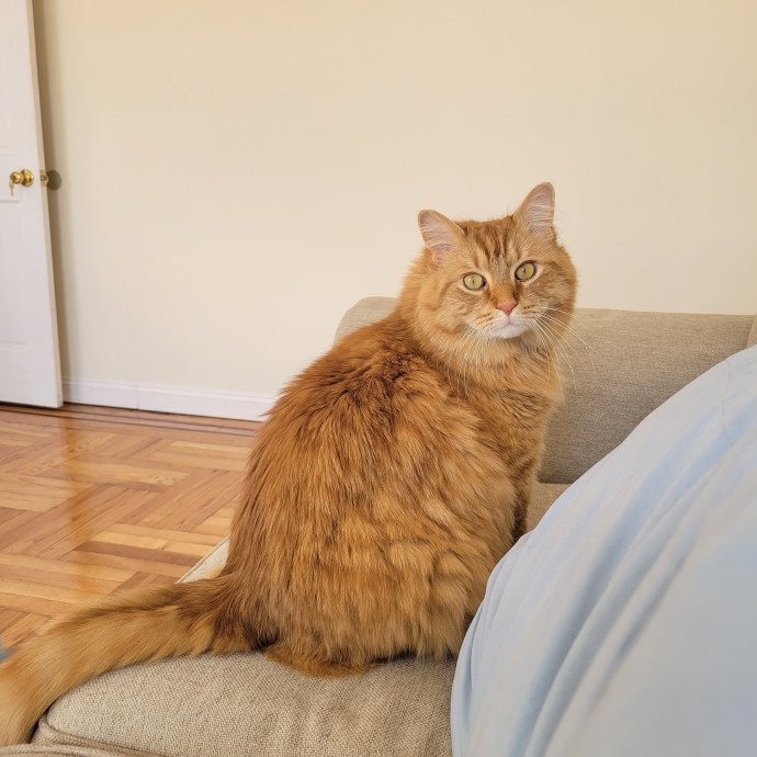 Elizabeth - Brooklyn Cat Sitter