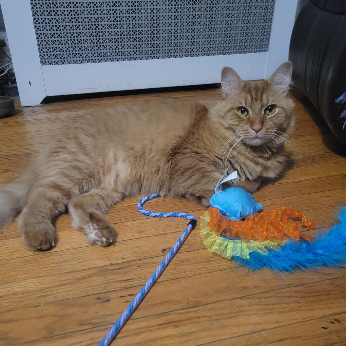 Elizabeth - Brooklyn Cat Sitter