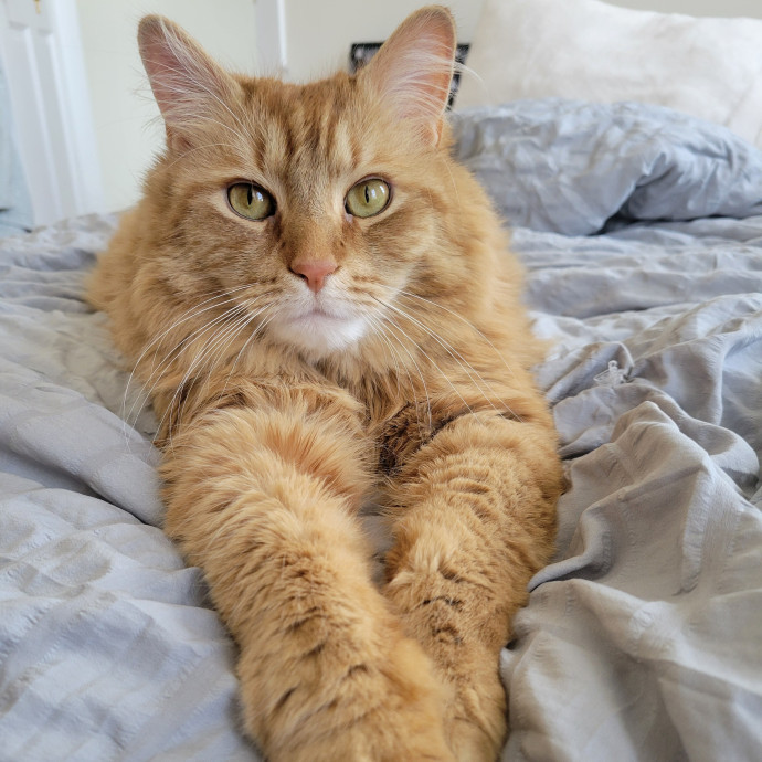 Elizabeth - Brooklyn Cat Sitter