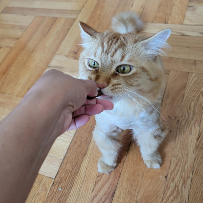 Elizabeth - Brooklyn Cat Sitter photo 3
