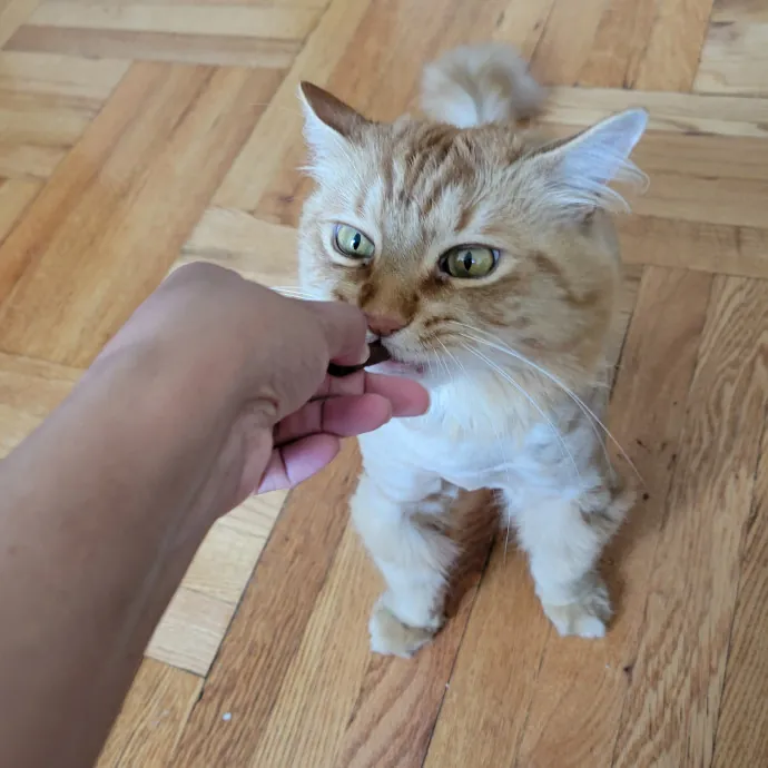 Elizabeth - Brooklyn Cat Sitter photo 3