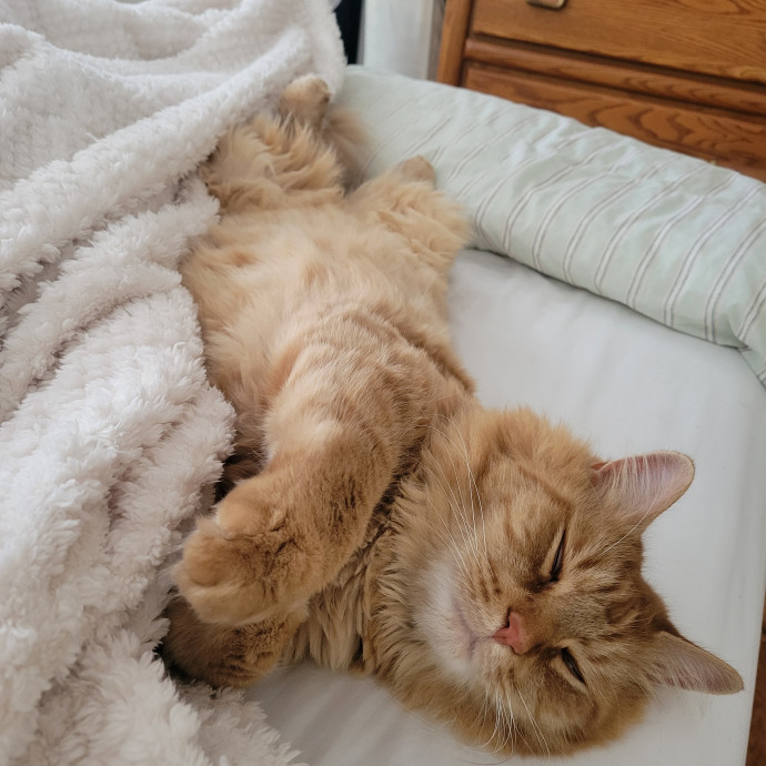 Elizabeth - Brooklyn Cat Sitter photo 2