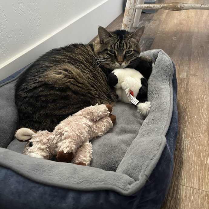 Attentive And Reliable Cat Care photo 2
