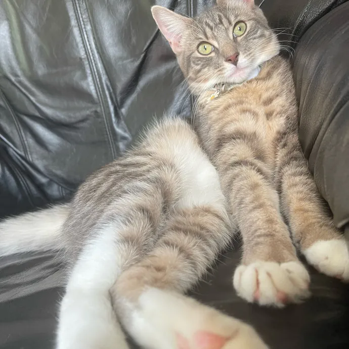 Certified Cat Cuddler