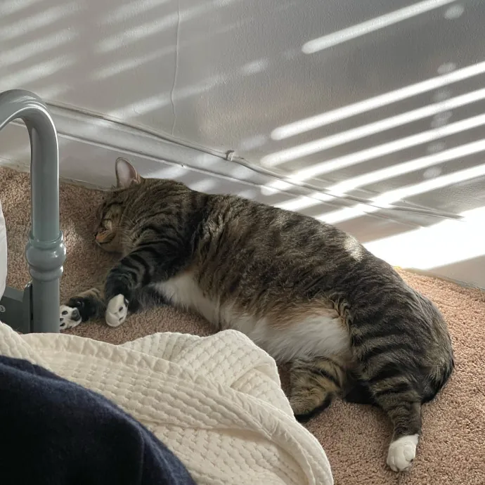 Certified Cat Cuddler