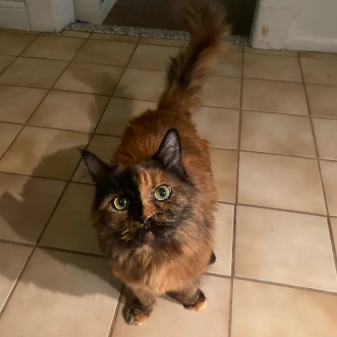 Certified Cat Cuddler