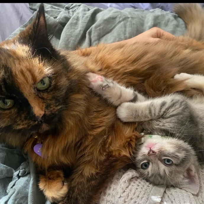 Certified Cat Cuddler