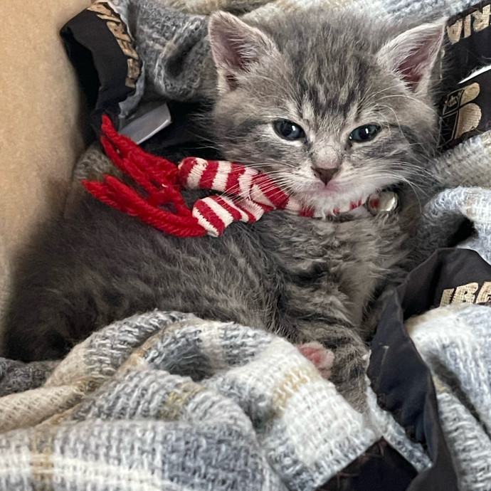 Certified Cat Cuddler