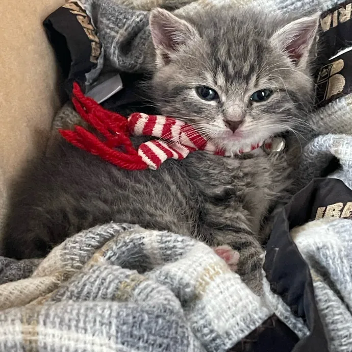 Certified Cat Cuddler