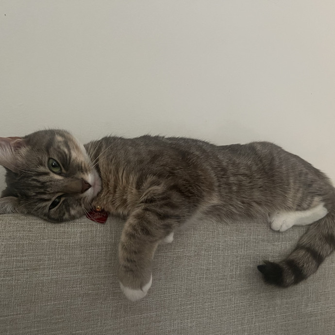 Certified Cat Cuddler