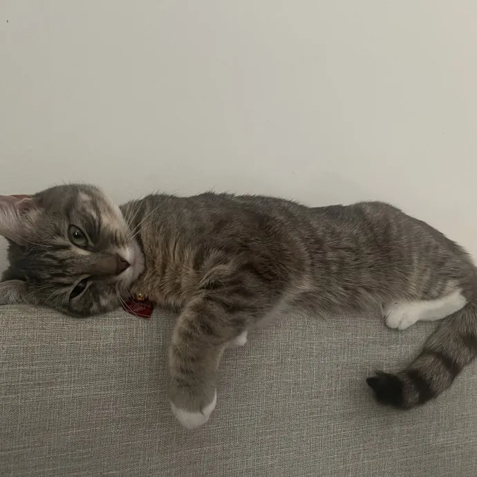 Certified Cat Cuddler photo 4