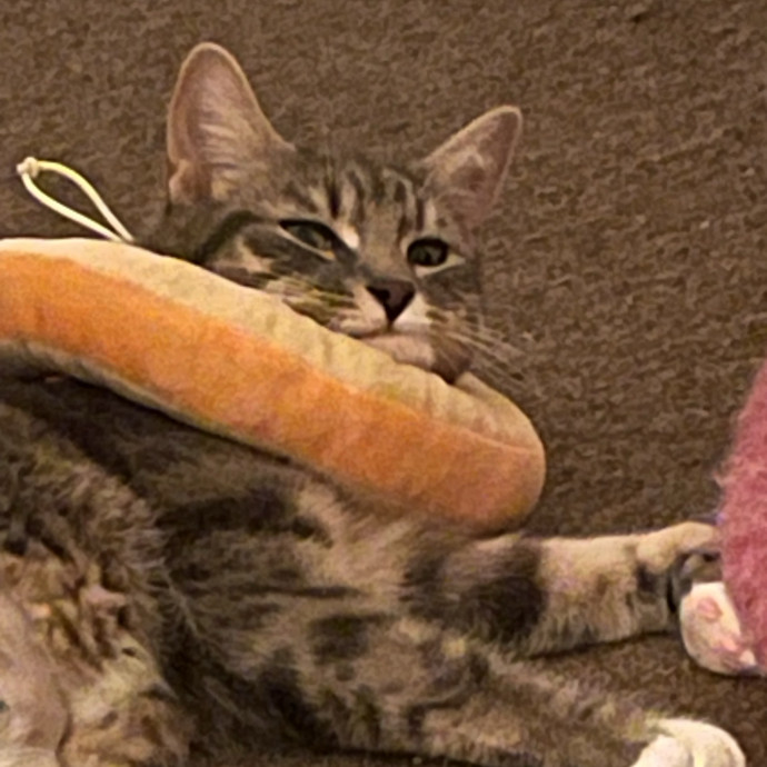 Certified Cat Cuddler photo 3