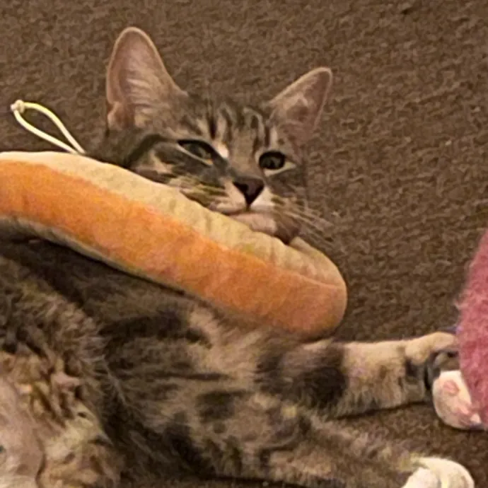 Certified Cat Cuddler photo 3