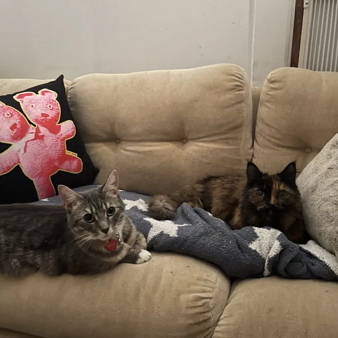 Certified Cat Cuddler photo 2