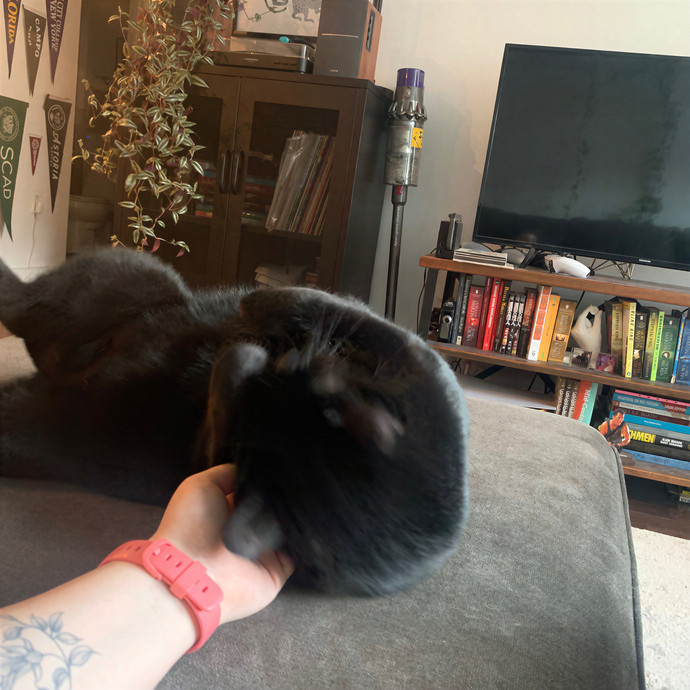 Cat Sitting By Karina - Woodside Nyc