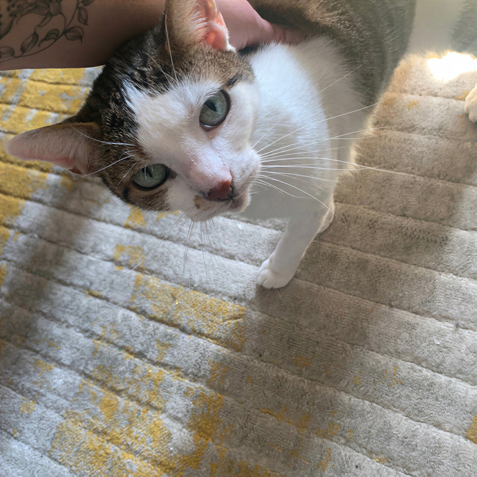 Cat Sitting By Karina - Woodside Nyc